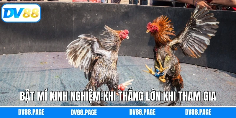 Bật mí kinh nghiệm khi thắng lớn khi tham gia chọi gà Thomo