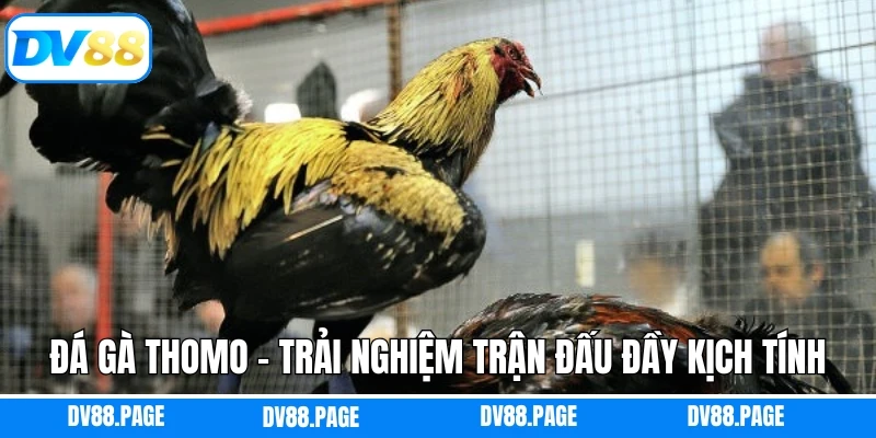 Đá Gà Thomo - Trải Nghiệm Trận Đấu Đầy Kịch Tính, Nảy Lửa