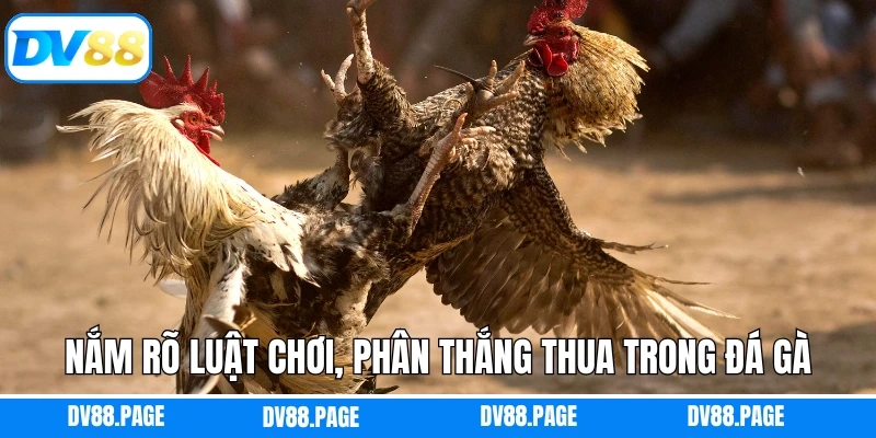 Nắm rõ luật chơi, phân thắng thua trong đá gà từ Thomo