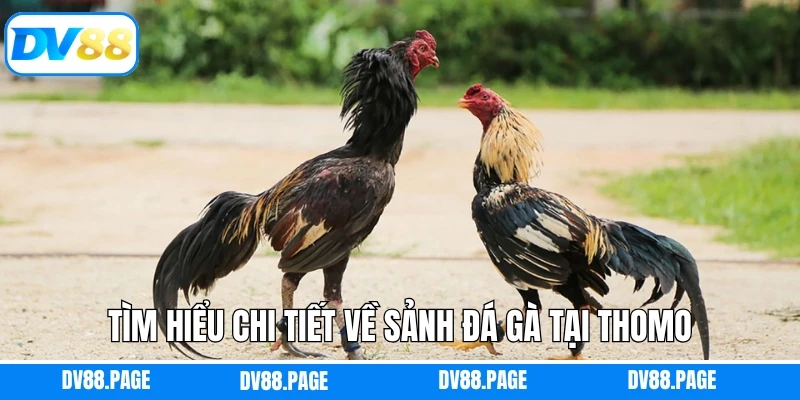 Tìm hiểu chi tiết về sảnh đá gà tại Thomo